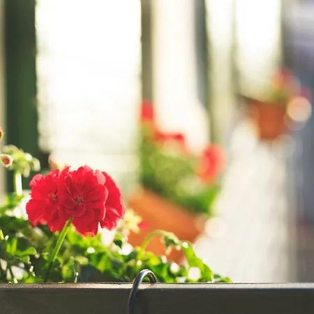 Διαμέρισμα Zlatin Dvor - For 3, Terrace, Center, At 5-min, Bike Friendly